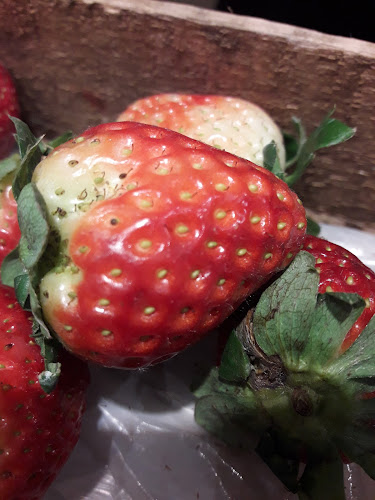 El Trinquete 1181, 20100 Punta del Este, Departamento de Maldonado