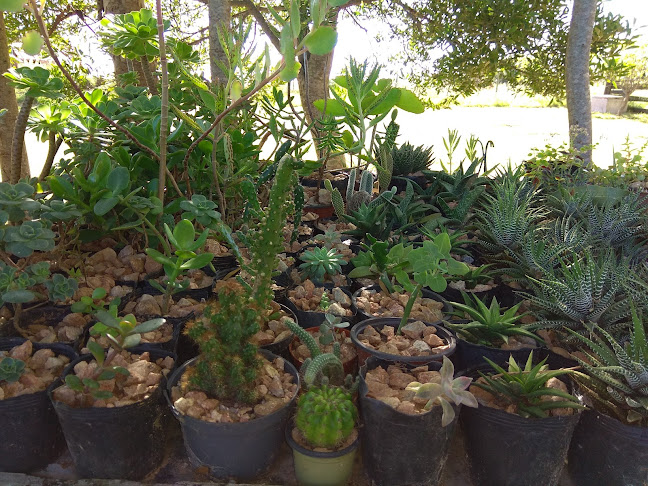 Opinii despre Vivero Flores Y Florcitas în Rocha - Gastronomía y hostelería