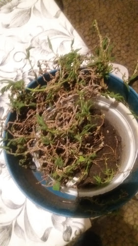 Opinii despre Rotisería La Esquina în Canelones - Gastronomía y hostelería