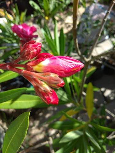 Vivero Flores Y Florcitas - Rocha