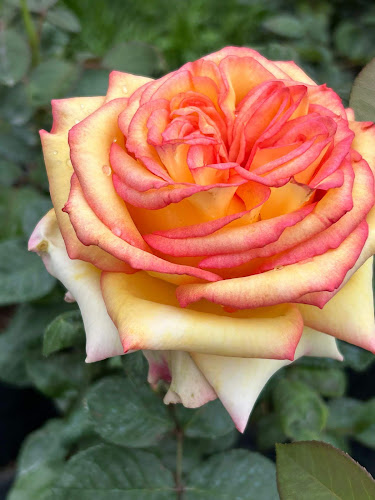 18 de Julio 567, 70100 Carmelo, Departamento de Colonia