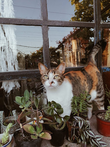 Comentarii opinii despre La cocina de Ana. Reservar