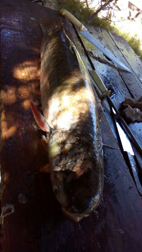 Comentarii opinii despre Pescado Fresco El Diente