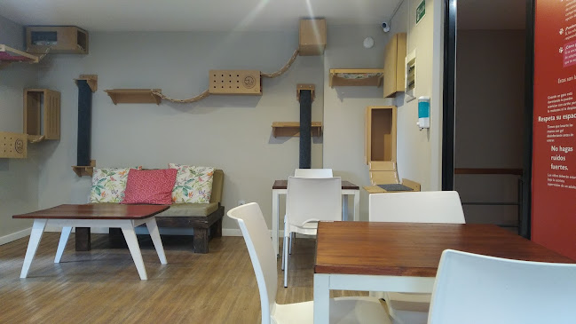 Telizzia Cat Café - Montevideo