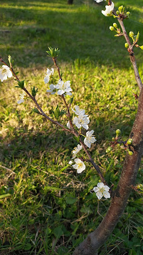 Comentarii opinii despre Dulces de la Comarca