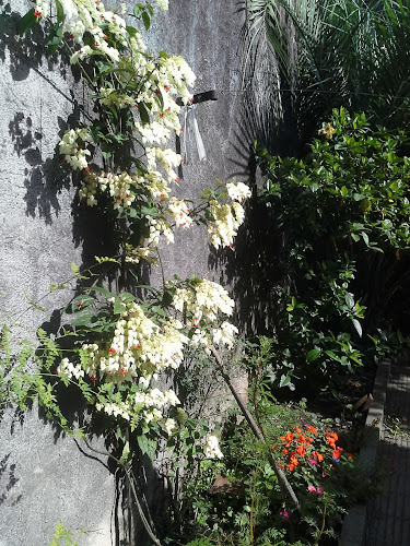 Opinii despre Panadería Merceditas în Melo - Gastronomía y hostelería