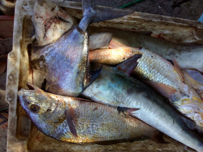 Opinii despre Pescado Fresco El Diente în Neptunia - Gastronomía y hostelería