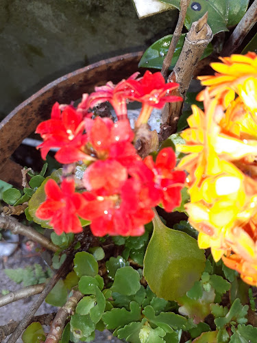 Opinii despre Grill El Carrito în Florida - Gastronomía y hostelería