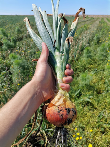 Comentarii opinii despre Feria Organica Chacra Melilla