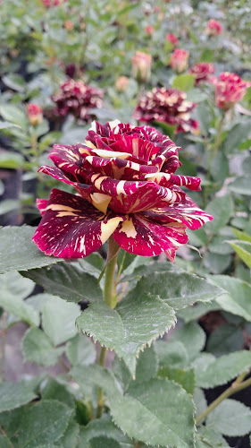 Comentarii opinii despre AGROPECUARIA y VIVERO CENTRO VERDE