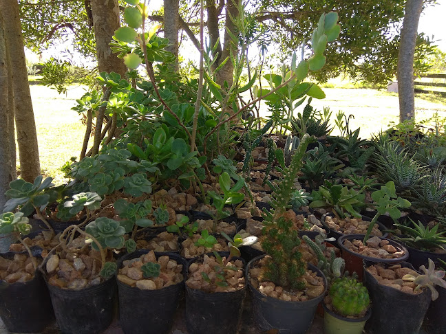 Opinii despre Vivero Flores Y Florcitas în Rocha - Gastronomía y hostelería