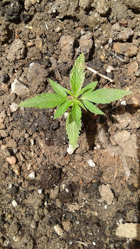 Opinii despre Ana lunch în Montevideo - Gastronomía y hostelería