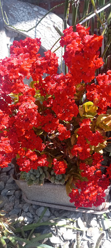 Alicia Magariños - Montevideo