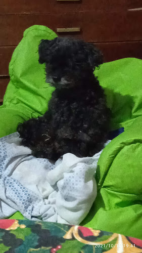 Comentarii opinii despre MI PIZZERIA