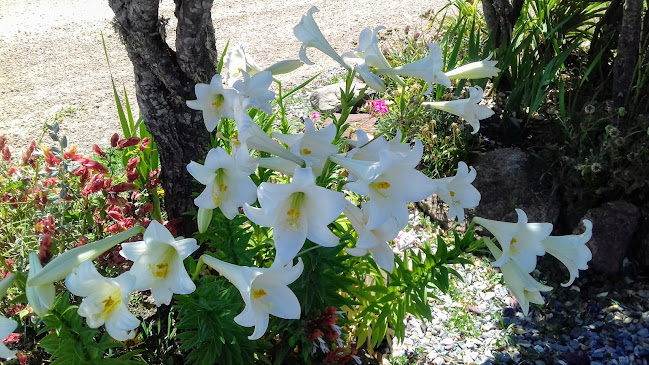 Empalme Carlitos Pena - Gastronomía y hostelería