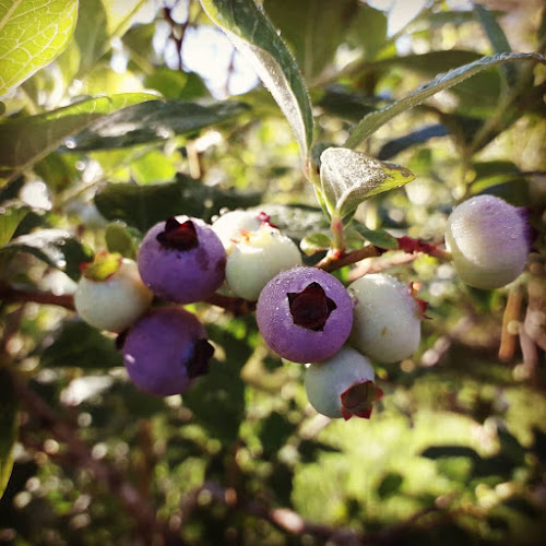 ITACA Arandanos Orgánicos - San Carlos