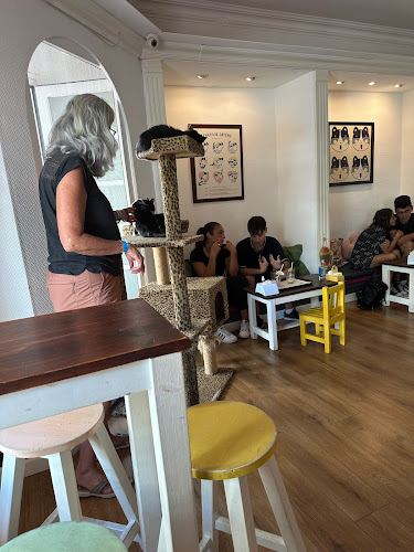 ADRIANUZCA'S CAT CAFÉ ☕🐈 - Gastronomía y hostelería