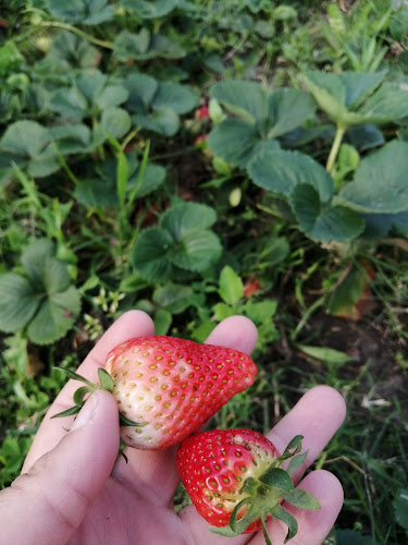 Dulces de la Comarca - Gastronomía y hostelería