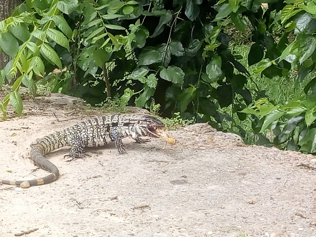 84Q5+97V, p, 60005 Chapicuy, Departamento de Paysandú