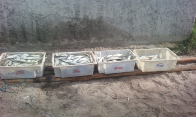 Pescado Fresco El Diente