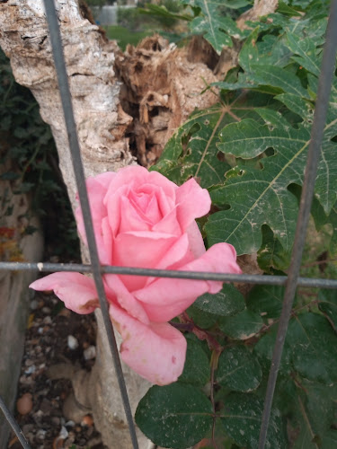 Opinii despre Crismar în Chuy - Gastronomía y hostelería