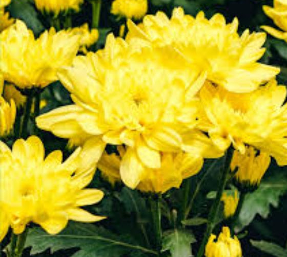 Comentarii opinii despre COFLORAL (mercado de flores)