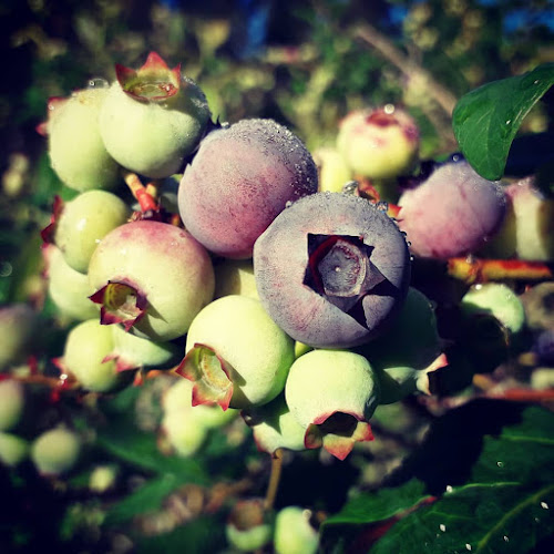 ITACA Arandanos Orgánicos - Gastronomía y hostelería