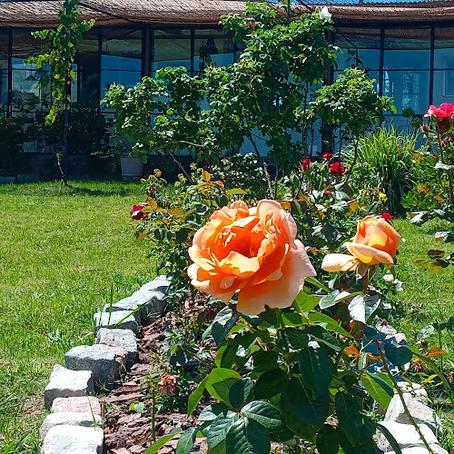 EL CEIBO BLANCO - Maldonado