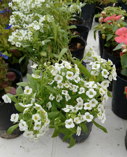 Opinii despre Feria de Plantas în Canelones - Gastronomía y hostelería