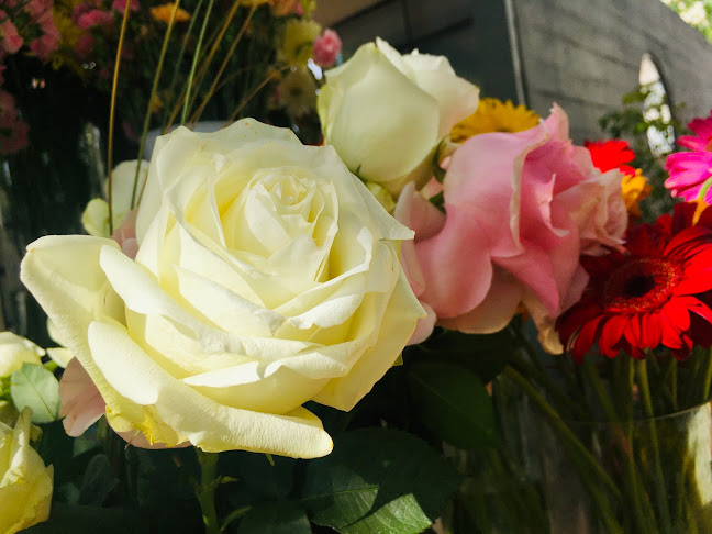 Comentarii opinii despre Akari flores