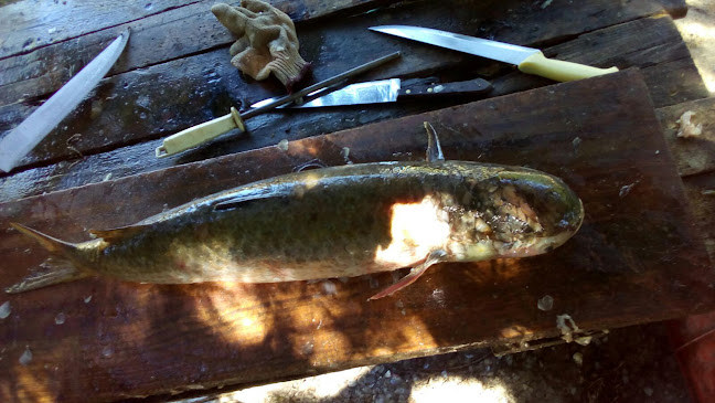 Pescado Fresco El Diente - Gastronomía y hostelería