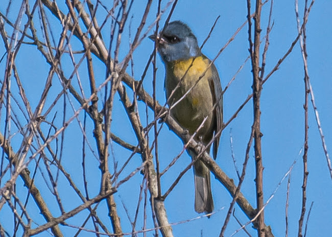 Pizzería y rotisería 19 - Tala