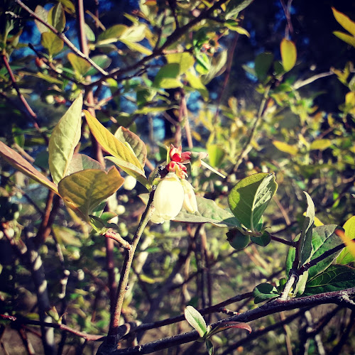 Comentarii opinii despre ITACA Arandanos Orgánicos