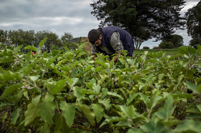 Opinii despre Huerta agroecologica Espiral del Sol în Col. del Sacramento - Gastronomía y hostelería