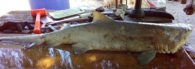 Pescado Fresco El Diente