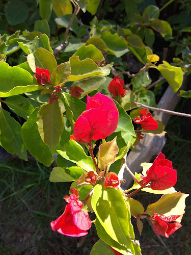 8C7R+PM9, C. 1, 27101 18 de Julio, Departamento de Rocha