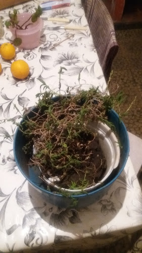 Rotisería La Esquina