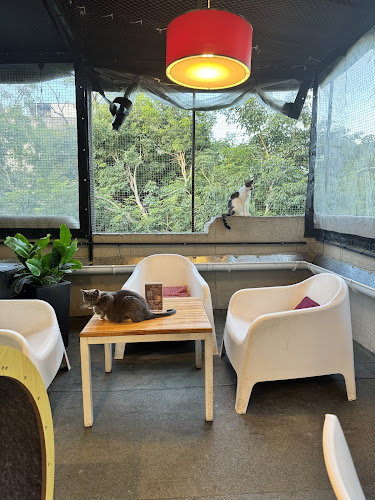 Comentarii opinii despre Telizzia Cat Café