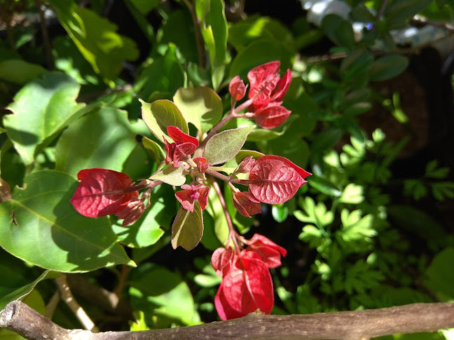 8C7R+PM9, C. 1, 27101 18 de Julio, Departamento de Rocha