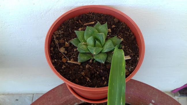 Empalme Carlitos Pena - Sauce