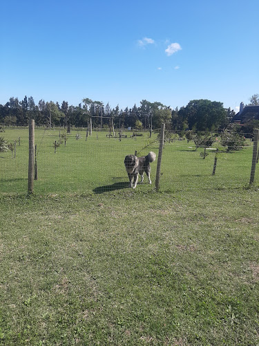 Comentarii opinii despre Don Apo