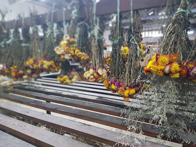 COFLORAL (mercado de flores) - Montevideo